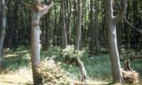 Darßer Wald
