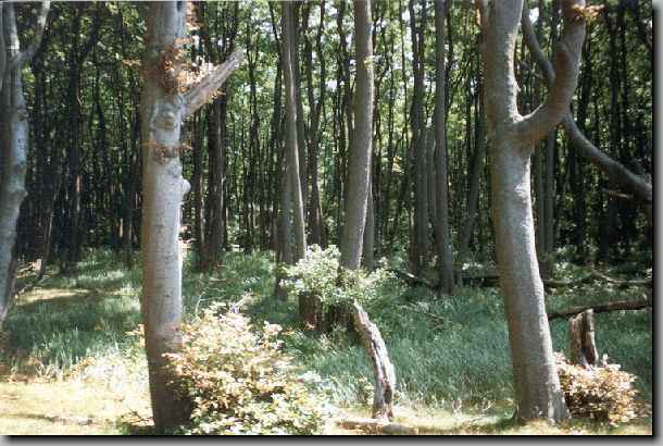 Darßer Wald